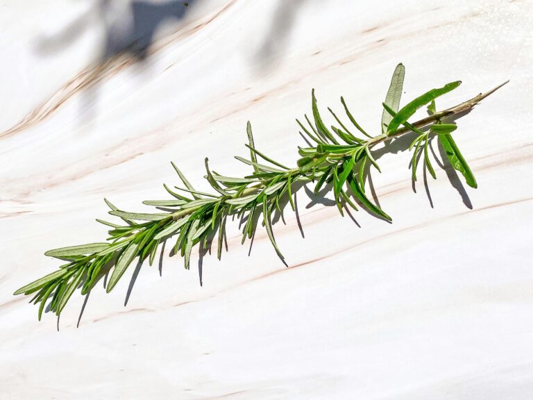Rosmarinolja – perfekt för både hud och hårvård